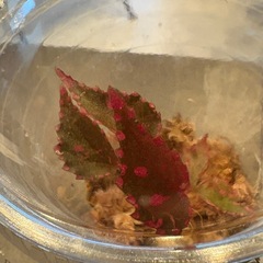 ベゴニア　ネグロセンシス　原種　ピンク　コケリウム　苔　観葉植物　パルダリウム　の画像