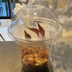 ベゴニア　ネグロセンシス　原種　ピンク　コケリウム　苔　観葉植物　パルダリウム　の画像