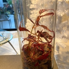 ベゴニア　ネグロセンシス　原種　ピンク　コケリウム　苔　観葉植物　パルダリウム　の画像