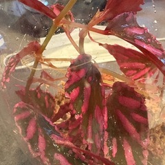 ベゴニア　ネグロセンシス　原種　ピンク　コケリウム　苔　観葉植物　パルダリウム　の画像