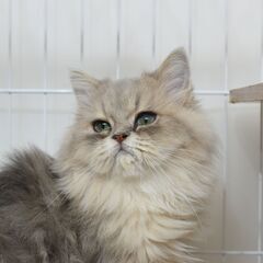 【遠方可能】　7ヶ月ペルシャ♂【里親募集】