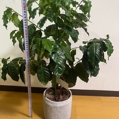 コーヒーの木　ナチュラルな陶器鉢付の画像