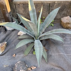アメリカーナ アガベ 竜舌蘭 アオノリュウゼツラン 耐寒性アガベ americana ドライガーデン 美株の画像