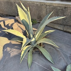 アメリカーナ アガベ 竜舌蘭 アオノリュウゼツラン 耐寒性アガベ americana ドライガーデン 美株の画像