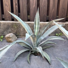 アメリカーナ アガベ 竜舌蘭 アオノリュウゼツラン 耐寒性アガベ americana ドライガーデン 美株の画像