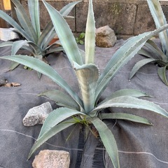 アメリカーナ アガベ 竜舌蘭 アオノリュウゼツラン 耐寒性アガベ americana ドライガーデン 美株の画像