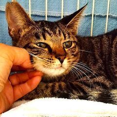 ツンデレの女の子レモンちゃん！