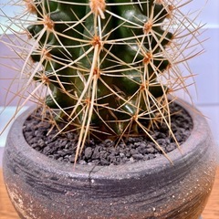 金鯱（キンシャチ）5号鉢 / 鉢付きの画像