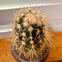 金鯱（キンシャチ）5号鉢 / 鉢付きの画像