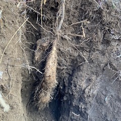 自然薯掘り体験も出来ます。
の画像