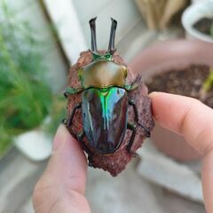 ラスト　グリーン系ニジイロクワガタ初令〜2令初期幼虫7頭＋オマケ小さめ青紋幼虫4匹の画像