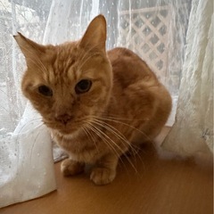 飼育放棄からの保護です。