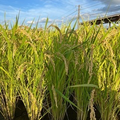 令和7年産 コシヒカリ　玄米30キロ　残⑧の画像