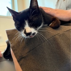 ※至急　約13歳のクロシロねこちゃん