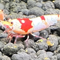 レッドビーシュリンプの画像