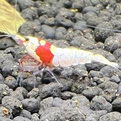 レッドビーシュリンプの画像