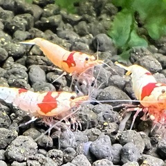 レッドビーシュリンプの画像