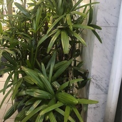 【無料】観葉植物　110センチほどの画像