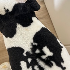 座れる牛　牛　ぬいぐるみ　の画像