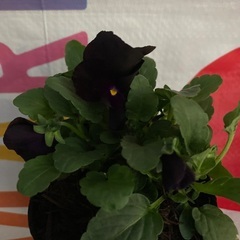 ビオラ　2ボットセットの画像