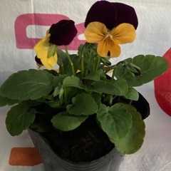 ビオラ　2ボットセットの画像