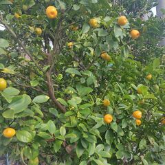 （J-957)　金柑（無農薬）(加古川市　鶴林寺前）の画像