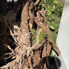 伐採した庭木の画像