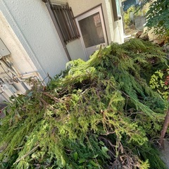 伐採した庭木の画像