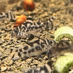 コリドラス　ゼブリーナ（1匹）の画像