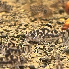 コリドラス　ゼブリーナ（1匹）の画像