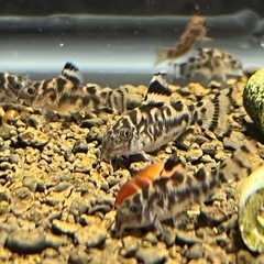 コリドラス　ゼブリーナ（1匹）の画像
