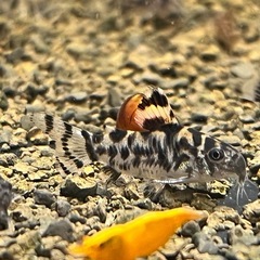 コリドラス　ゼブリーナ（1匹）の画像