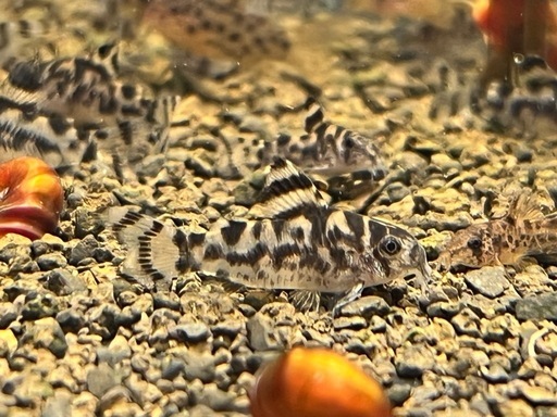 コリドラス　ゼブリーナ（1匹）