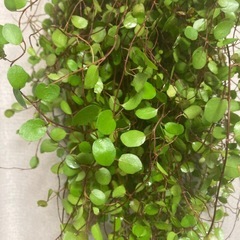 ワイヤープランツ　切り枝　リースやさし木に　　の画像