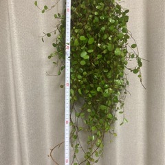 ワイヤープランツ　切り枝　リースやさし木に　　の画像