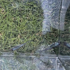 ラメ　めだか　5匹　②の画像