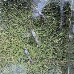 ラメ　めだか　5匹　②の画像