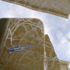 ラメ　めだか　5匹　②の画像