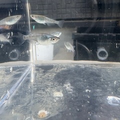 ラメ　めだか　5匹　②の画像