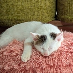 子猫男の子と女の子