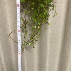 ワイヤープランツ　切り枝　リースやさし木に　　の画像