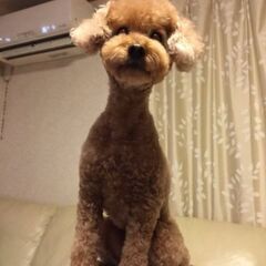 保護犬などのトリミング