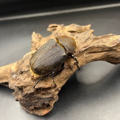 【新成虫】DHヘラクレス ♀単66mm ※送料事前連絡にて変更可 ※直接受け渡しに変更可の画像