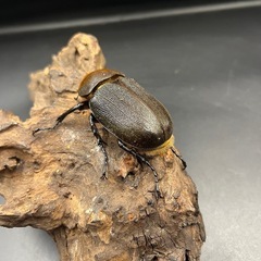 【新成虫】DHヘラクレス ♀単66mm ※送料事前連絡にて変更可 ※直接受け渡しに変更可の画像