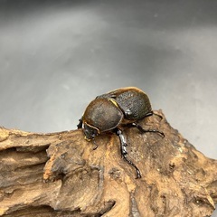 【新成虫】DHヘラクレス ♀単66mm ※送料事前連絡にて変更可 ※直接受け渡しに変更可の画像