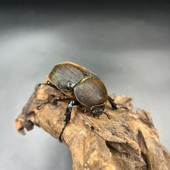 【新成虫】DHヘラクレス ♀単66mm ※送料事前連絡にて変更可 ※直接受け渡しに変更可の画像