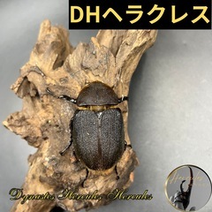 【新成虫】DHヘラクレス ♀単66mm ※送料事前連絡にて変更可...