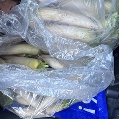 【募集中】大根6本  ②の画像