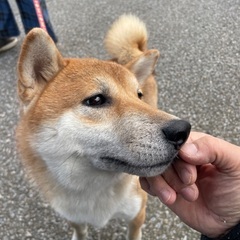 柴犬くん2〜3歳