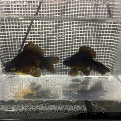 蝶尾金魚3匹 の画像